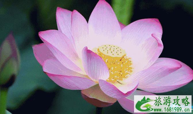 深圳看花的地方和公园有哪些推荐 深圳看花的地方和公园有哪些推荐