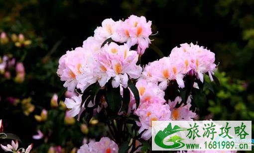 深圳看花的地方和公园有哪些推荐 深圳看花的地方和公园有哪些推荐