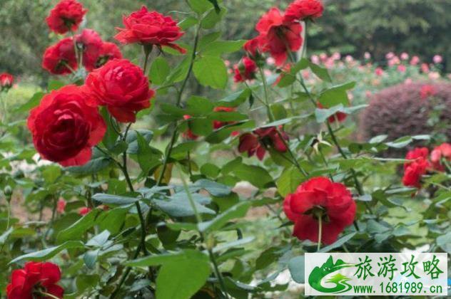 深圳看花的地方和公园有哪些推荐 深圳看花的地方和公园有哪些推荐