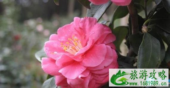 深圳看花的地方和公园有哪些推荐 深圳看花的地方和公园有哪些推荐