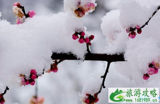 深圳看花的地方和公园有哪些推荐 深圳看花的地方和公园有哪些推荐