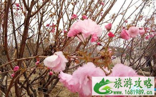 2022深圳鹏城樱花节门票价格+时间+地点 2022深圳鹏城樱花节门票价格+时间+地点