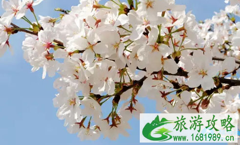 2022深圳鹏城樱花节门票价格+时间+地点 2022深圳鹏城樱花节门票价格+时间+地点