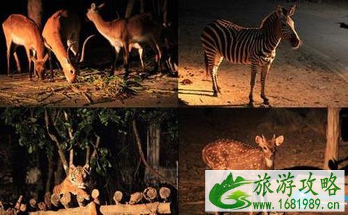 泰国夜间动物园多少钱 泰国夜间动物园交通+游览顺序