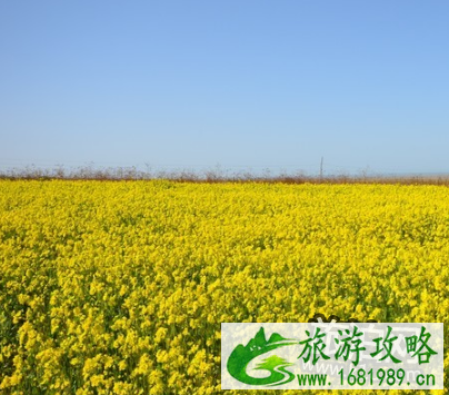 东莞桥头油菜花要门票吗 2022东莞桥头油菜花节攻略 东莞桥头油菜花要门票吗 2022东莞桥头油菜花节攻略