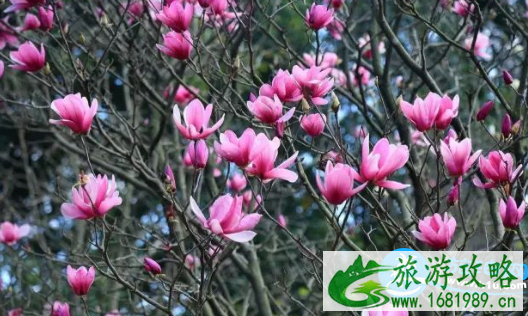 2022广州华南植物园三八妇女节门票有优惠吗/多少钱 2022广州华南植物园三八妇女节门票有优惠吗/多少钱