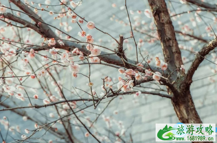深圳赏花时间表2022年 2022深圳赏花攻略花期+地点 深圳赏花时间表2022年 2022深圳赏花攻略花期+地点
