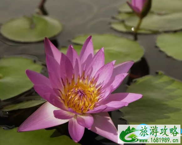 深圳赏花时间表2022年 2022深圳赏花攻略花期+地点 深圳赏花时间表2022年 2022深圳赏花攻略花期+地点