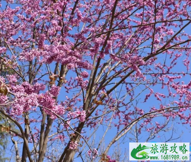 深圳赏花时间表2022年 2022深圳赏花攻略花期+地点 深圳赏花时间表2022年 2022深圳赏花攻略花期+地点