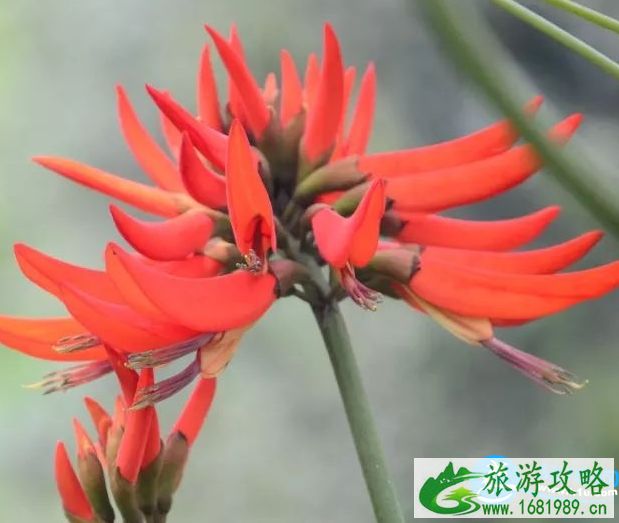 深圳赏花时间表2022年 2022深圳赏花攻略花期+地点 深圳赏花时间表2022年 2022深圳赏花攻略花期+地点