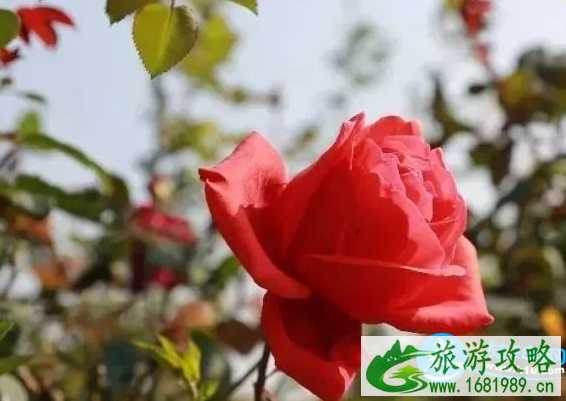 2022佛山赏花攻略交通+地址+门票