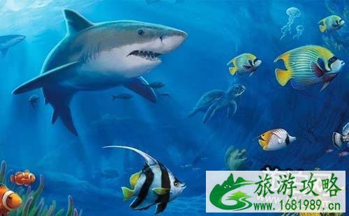 游南京海底世界作文800字 游南京海底世界作文800字