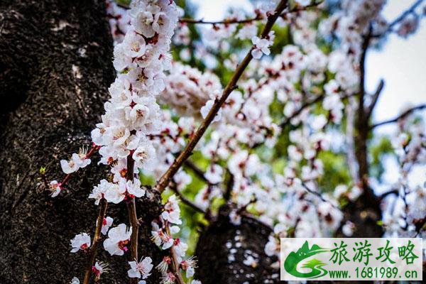 北京三月赏花指南