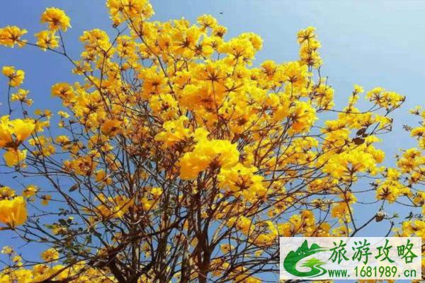广州黄花风铃木观赏地 2022广州黄花风铃木什么时候开花 广州黄花风铃木观赏地 2022广州黄花风铃木什么时候开花