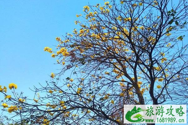 广州黄花风铃木观赏地 2022广州黄花风铃木什么时候开花 广州黄花风铃木观赏地 2022广州黄花风铃木什么时候开花
