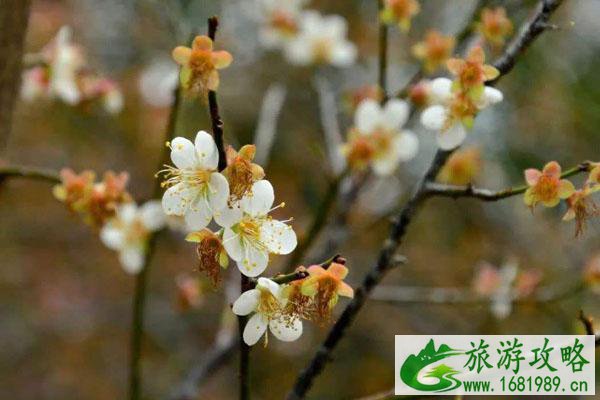 常州哪里有腊梅花 常州赏梅花的地方 常州哪里有腊梅花 常州赏梅花的地方