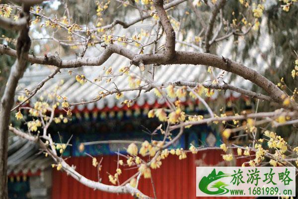 北京看腊梅哪里比较好 啥时候开 北京看腊梅哪里比较好 啥时候开