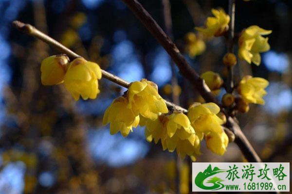 北京看腊梅哪里比较好 啥时候开 北京看腊梅哪里比较好 啥时候开
