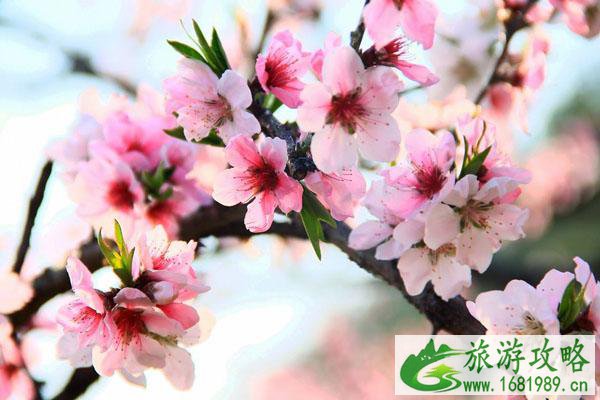 佛山哪里有桃花看 赏桃花最好的地方 佛山哪里有桃花看 赏桃花最好的地方