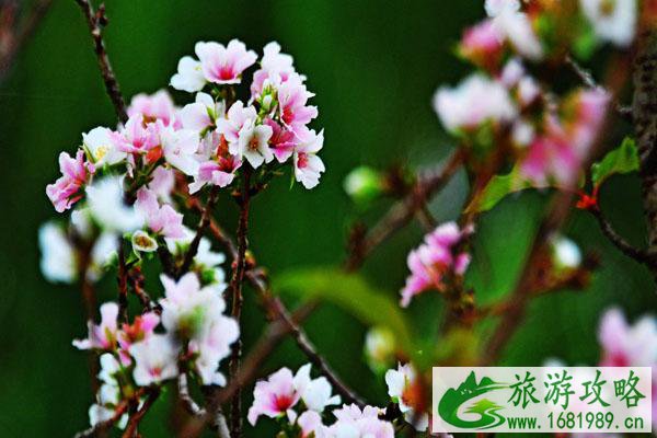 佛山哪里有桃花看 赏桃花最好的地方 佛山哪里有桃花看 赏桃花最好的地方