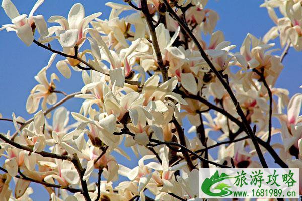 2022南京赏玉兰花的最佳地方