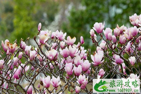 2022南京赏玉兰花的最佳地方