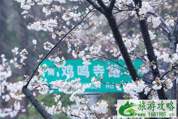2022南京三月赏花去哪里