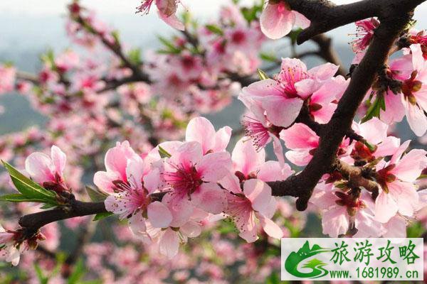 2022南京三月赏花去哪里