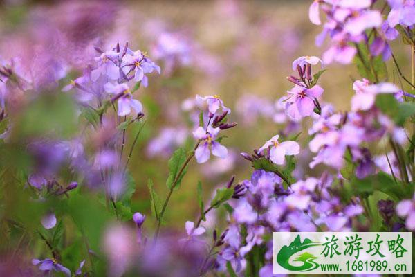 2022南京三月赏花去哪里
