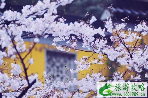 2022南京樱花最佳观赏地点推荐 2022南京樱花最佳观赏地点推荐