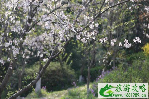 2022南京樱花最佳观赏地点推荐 2022南京樱花最佳观赏地点推荐