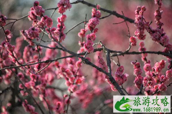 南京春天赏花有哪些地方 最佳赏花景点 南京春天赏花有哪些地方 最佳赏花景点
