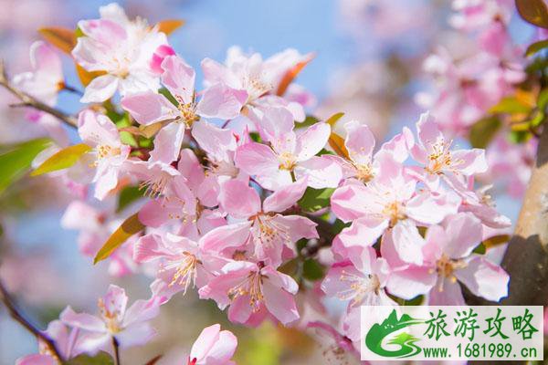 南京春天赏花有哪些地方 最佳赏花景点 南京春天赏花有哪些地方 最佳赏花景点