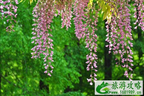 南京春天赏花有哪些地方 最佳赏花景点 南京春天赏花有哪些地方 最佳赏花景点