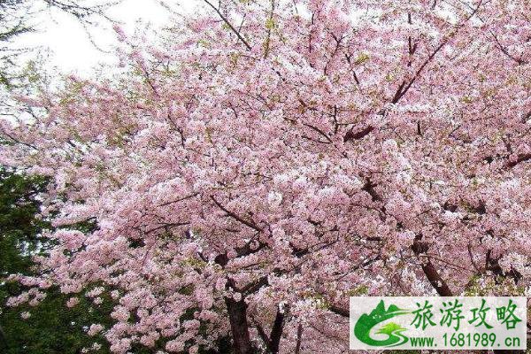 2022苏州赏樱花最佳的地方 苏州赏樱花胜地有哪些 2022苏州赏樱花最佳的地方 苏州赏樱花胜地有哪些