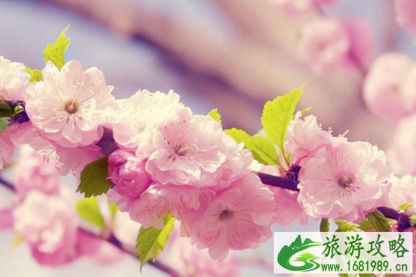 2022苏州赏樱花最佳的地方 苏州赏樱花胜地有哪些 2022苏州赏樱花最佳的地方 苏州赏樱花胜地有哪些