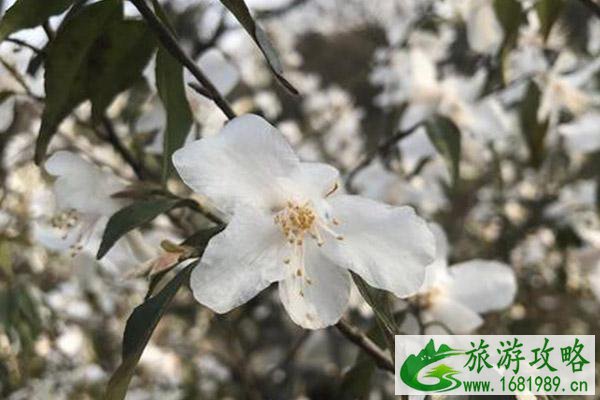 南京中山植物园樱花开放时间 南京中山植物园樱花在南园还是北园 南京中山植物园樱花开放时间 南京中山植物园樱花在南园还是北园