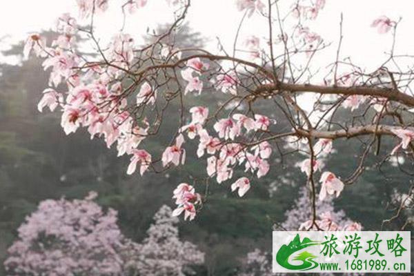 南京中山植物园樱花开放时间 南京中山植物园樱花在南园还是北园 南京中山植物园樱花开放时间 南京中山植物园樱花在南园还是北园
