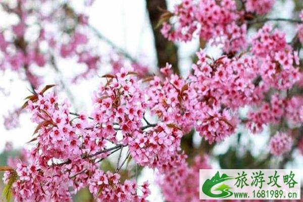 清迈看樱花最好的地方推荐