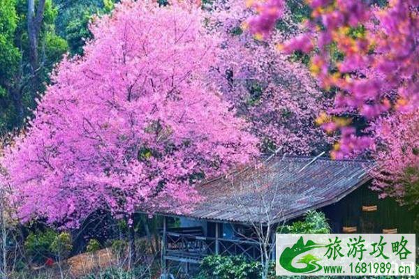 清迈看樱花最好的地方推荐