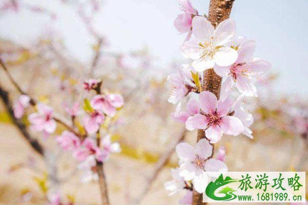 苏州春季赏花好去处 必去景点推荐 苏州春季赏花好去处 必去景点推荐