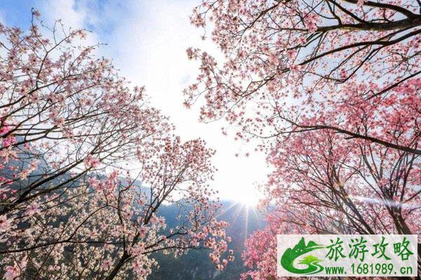 苏州春季赏花好去处 必去景点推荐 苏州春季赏花好去处 必去景点推荐