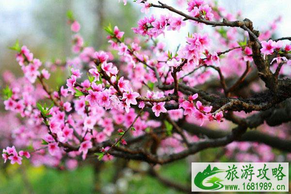 2022无锡看桃花最好的地方 无锡赏桃花去哪里 2022无锡看桃花最好的地方 无锡赏桃花去哪里