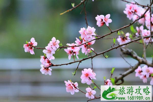 2022无锡看桃花最好的地方 无锡赏桃花去哪里 2022无锡看桃花最好的地方 无锡赏桃花去哪里