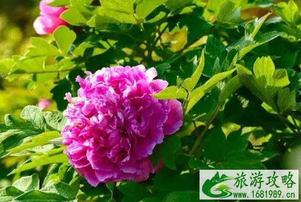 南京春季赏花旅游攻略 去哪里比较好