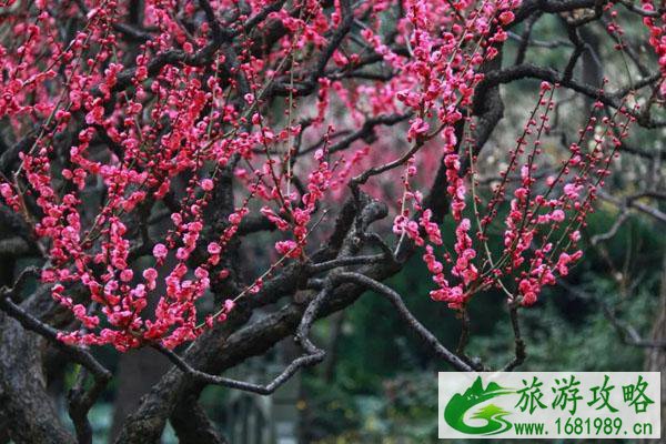 2022苏州园林赏梅在哪个园 苏州园林梅花景点推荐