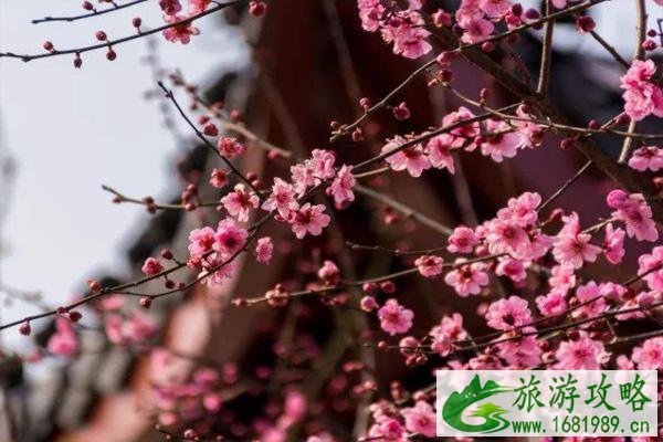 2022北京梅花什么时候开花 观赏地推荐 2022北京梅花什么时候开花 观赏地推荐