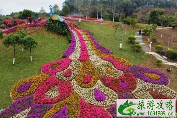 2022东莞春节赏花的景点有哪些 2022东莞春节赏花的景点有哪些