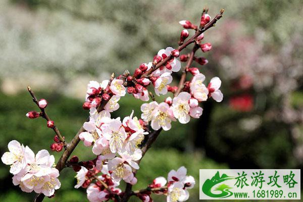 南京哪里的梅花好看 南京赏梅好去处推荐