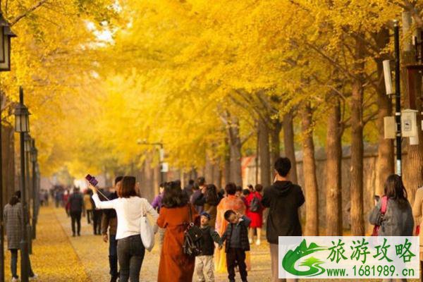 北京圆明园银杏观赏路线推荐
